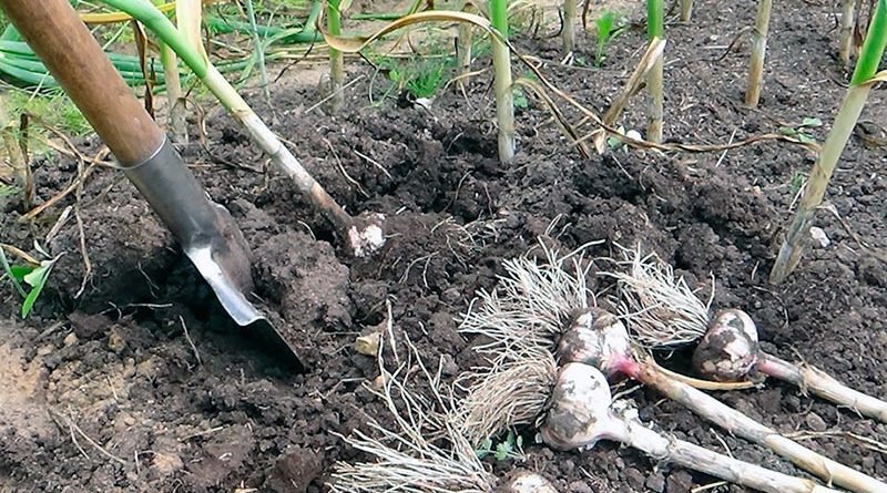 Как правильно убирать чеснок