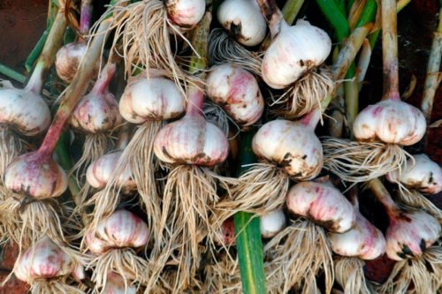 Подготовка к хранению чеснока