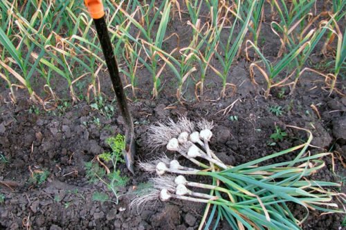 Как правильно убирать чеснок