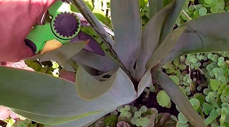 Нужно ли обрезать отцветшие ирисы