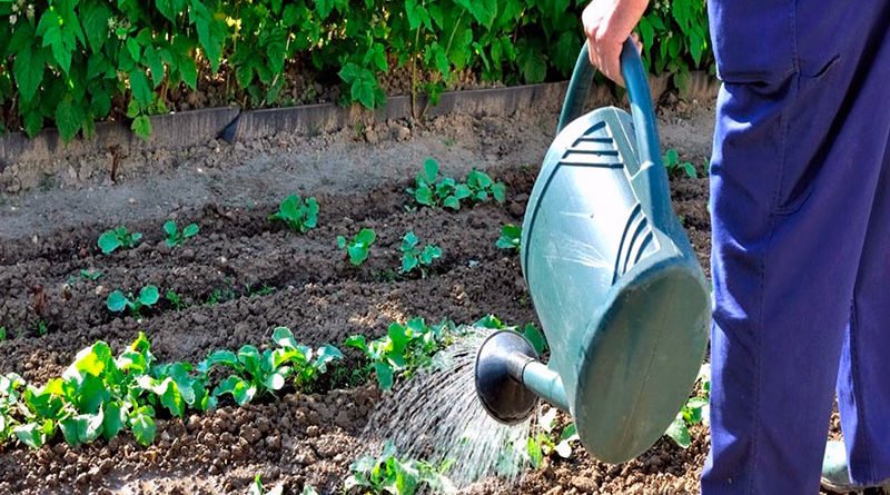 Как поливать капусту в открытом грунте