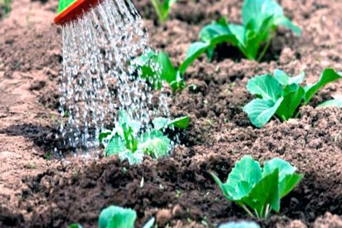 Полив капусты в открытом грунте