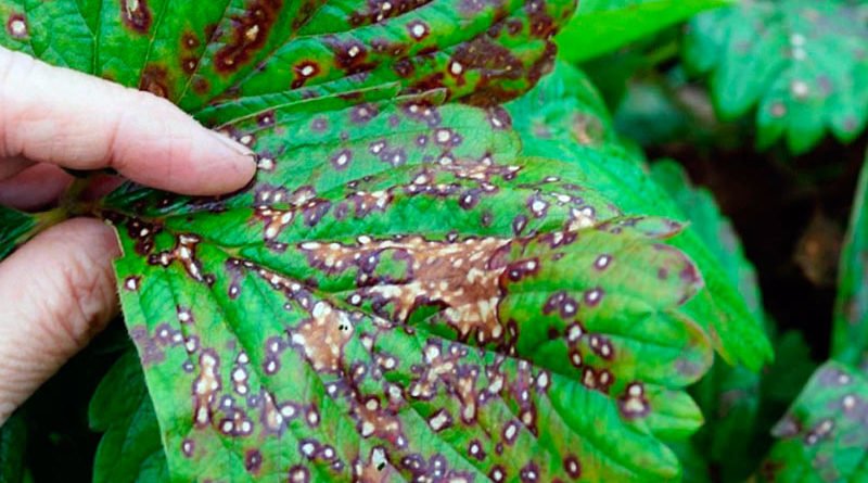 Обработка клубники после плодоношения