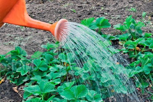 Полив клубники после сбора урожая