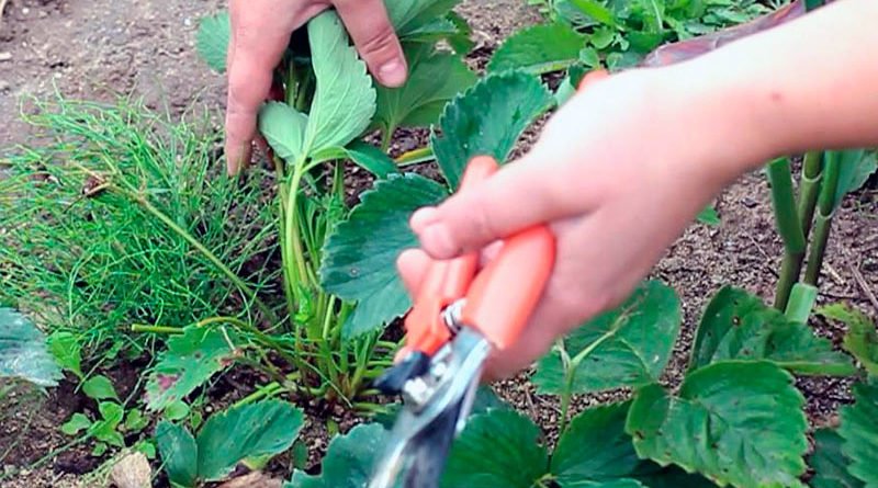 Как и когда обрезать клубнику после сбора урожая