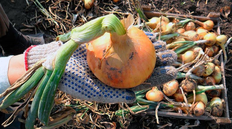 Когда убирать лук с грядки в это году