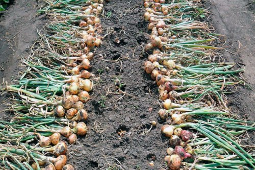 Подготовка лука к хранению