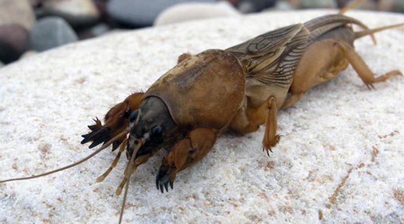 Как избавиться от медведки