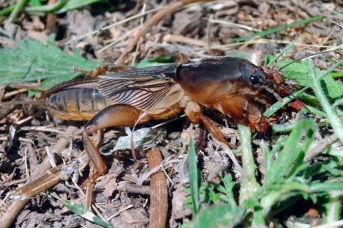 Профилактика против медведок