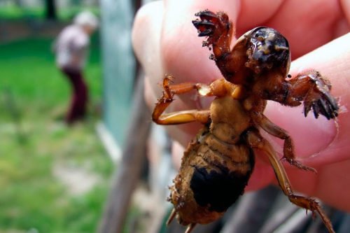 Как бороться с медведкой народными способами