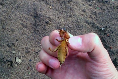 Химические средства уничтожения медведки