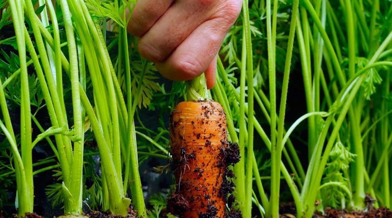 Когда убирать морковь с грядки на хранение