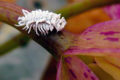 Борьба с мучнистыми червецами