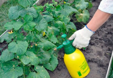 Обработка огурцов от болезней Обработка огурцов от болезней