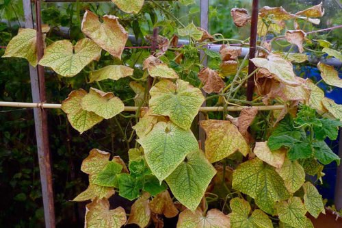 Обработка огурцов от грибковых болезней