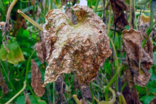 Болезни огурцов и их лечение