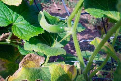 Обработка огурцов от болезней