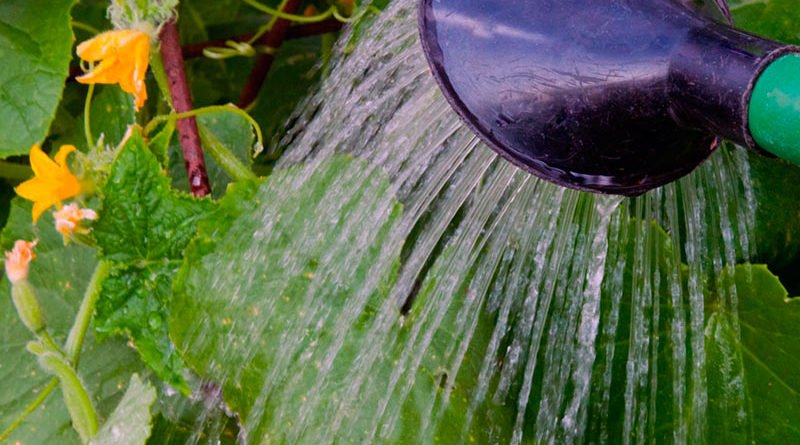 Как поливать огурцы в теплице и в открытом грунте