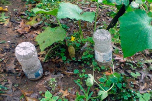 Полив огурцов в открытом грунте