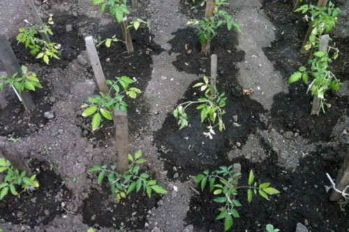 Полив огурцов в открытом грунте