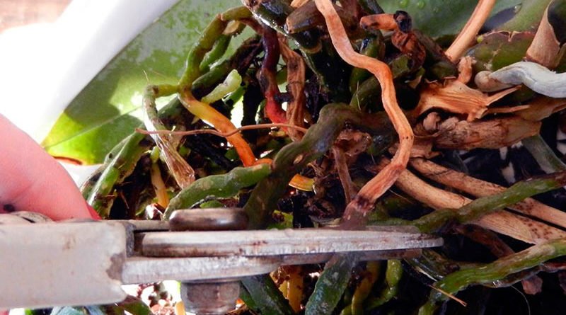 Как обрезать орхидею после цветения