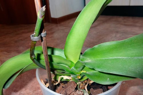 Как обрезать орхидею после цветения