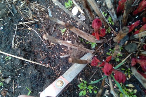 Как правильно обрезать пионы после цветения