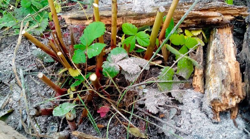 Обрезать ли пионы после цветения