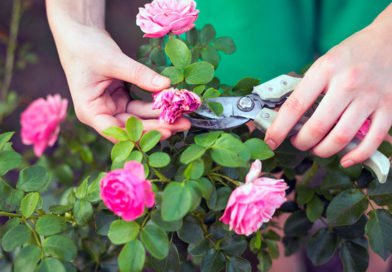 Как обрезать розы после цветения Как обрезать розы после цветения