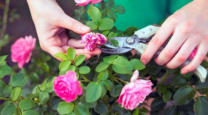 Как обрезать розы после цветения