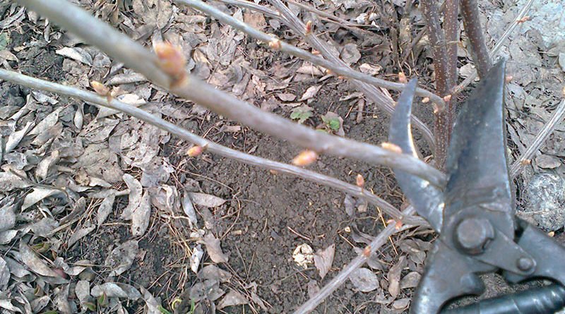 Как правильно делать обрезку черной смородины