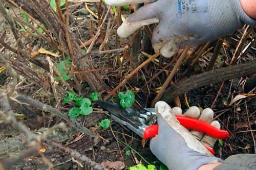 Как правильно делать обрезку черной смородины