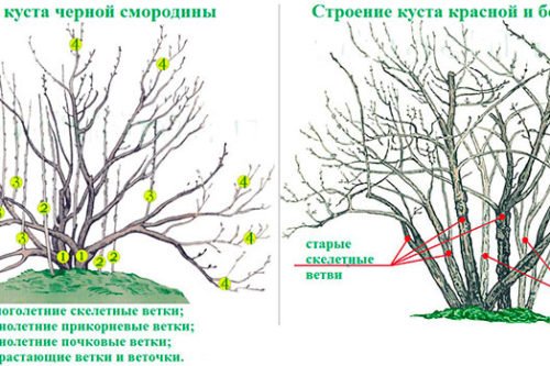 Схема обрезки смородины