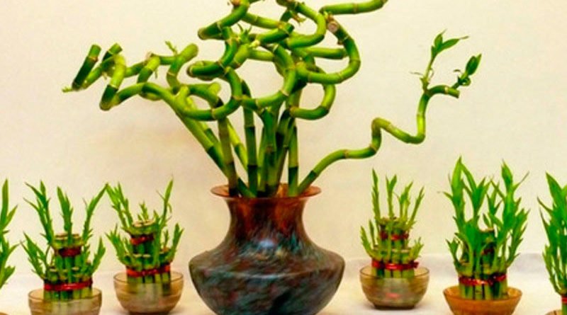 Бамбук комнатный