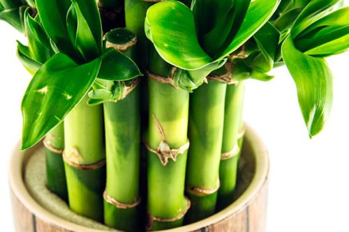 Уход за комнатным бамбуком