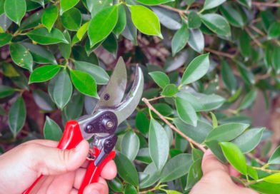 Фикус: обрезка и формирование Фикус: обрезка и формирование