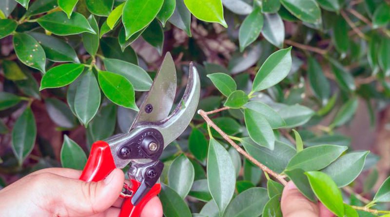 Обрезка фикуса в домашних условиях