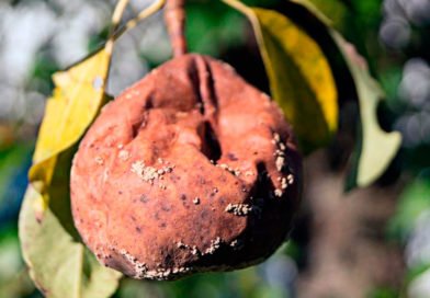 Болезни груши: описание и способы их лечения Болезни груши: описание и способы их лечения