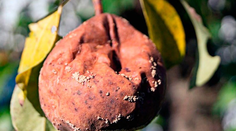 Болезни груши: описание и способы их лечения