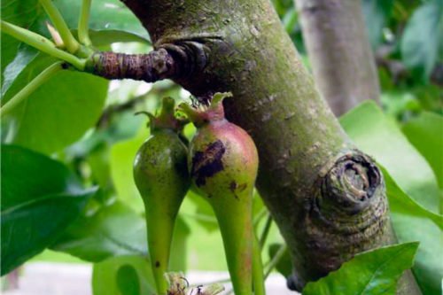 Болезни плодов груши и меры борьбы с ними