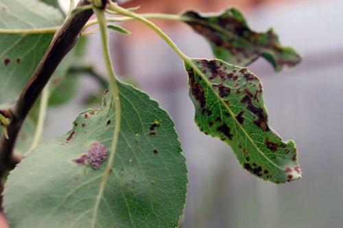 Болезни листьев груши и их лечение