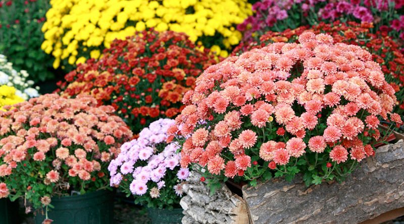 Уход за комнатной хризантемой