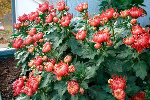 Уход за комнатной хризантемой