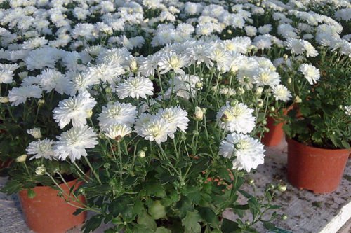 Как ухаживать за хризантемой в горшке