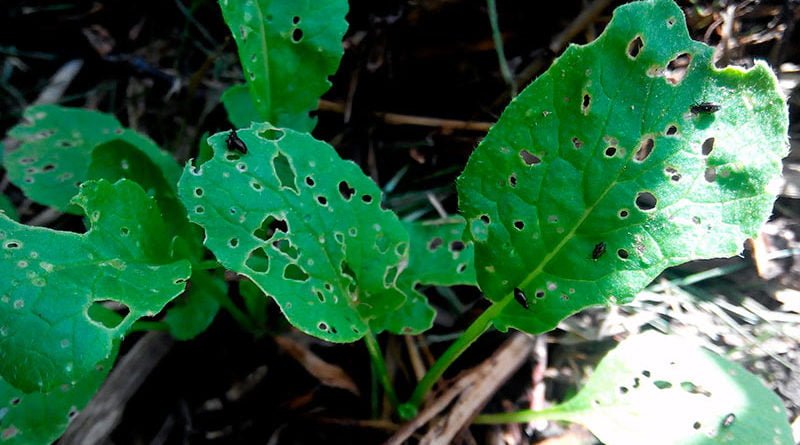 Как избавиться от блошек на капусте