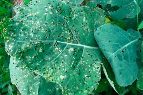 Как избавиться от крестоцветной блошки