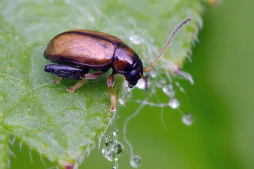 Крестоцветная блошка – описание