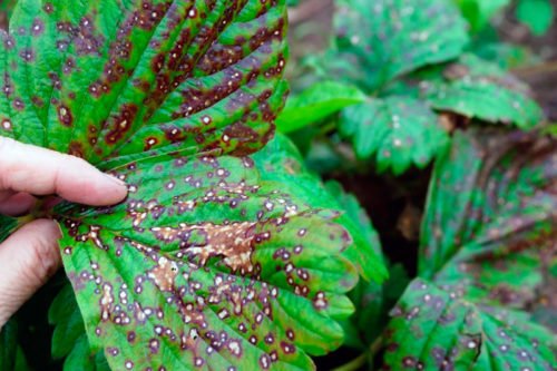 Вредители клубники и как с ними бороться