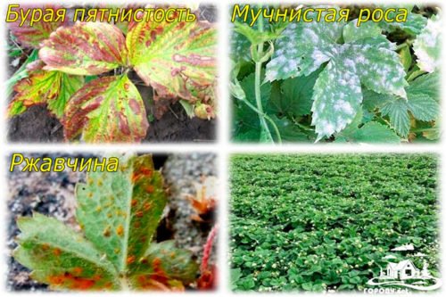 Вредители клубники и как с ними бороться