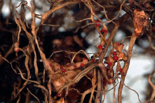 Вредители клубники и как с ними бороться